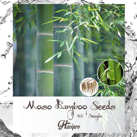 Buy Moso Bamboo Fresh Giant Bamboo For Ing Seed High