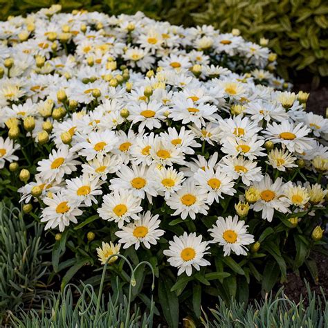 Becky Shasta Daisy | Plant Addicts