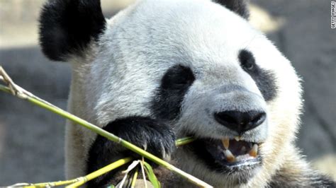 Científicos descubren fósiles de un pariente del panda gigante en