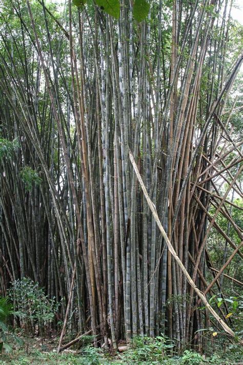 Huge Trunks In A Bamboo Forest Stock Image Image Of Pattern Asia