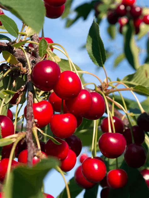 Can You Grow A Cherry Tree From A Cherry Pit Gardening Dream