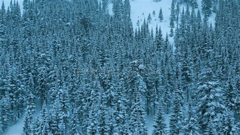 Aerial Drone View On Winter Landscape Snowy Mountain Forest In