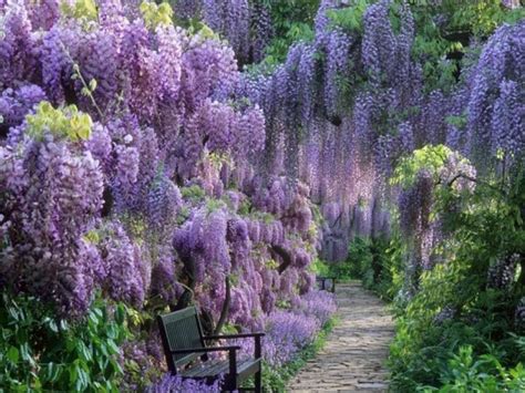 Glicynia Chi Ska Wisteria Sklep Wysy Kowy Szkolka Szotek Pl