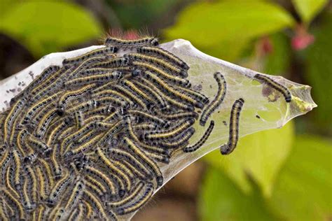 fascinating facts  tent caterpillars
