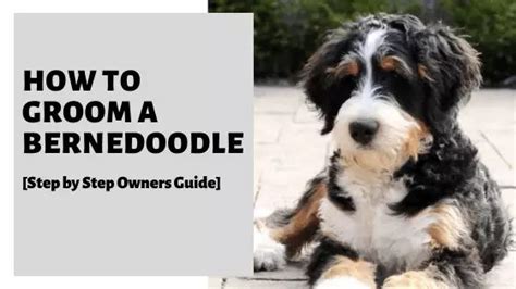 How To Groom A Bernedoodle Step By Step Owners Guide Bernedoodle