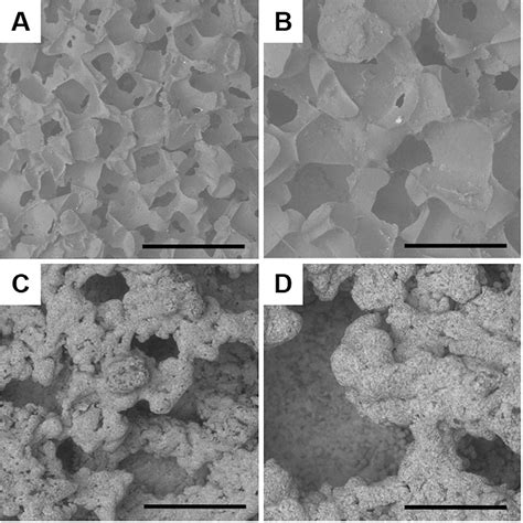 Figure 1 From Effect Of Porous Orthopaedic Implant Material And