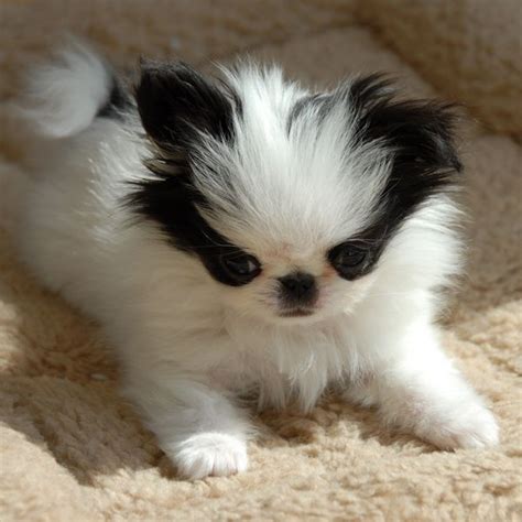 Koko A Baby Japanese Chin Japanese Chin Puppies Japanese Chin Dog