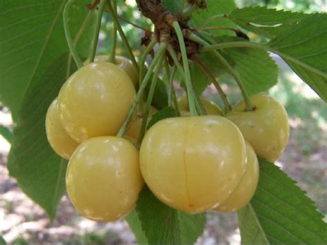 Yellow Cherry (White Cherry) Tree 5 Seeds