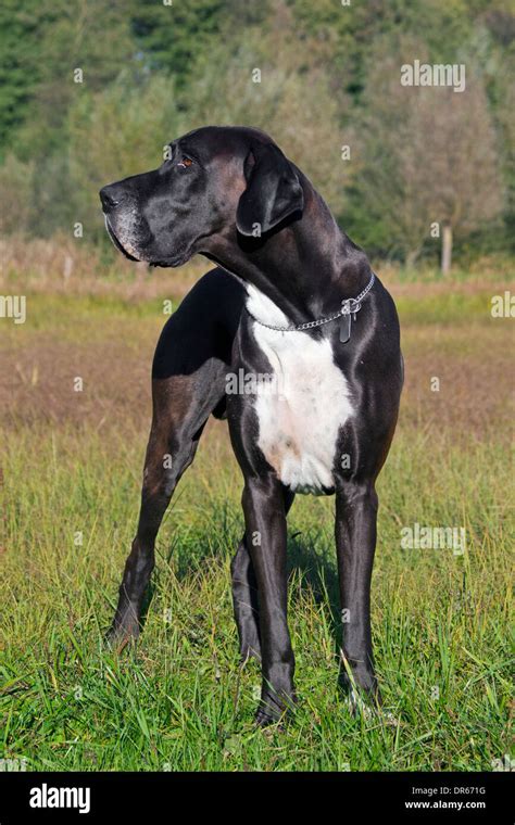 Great Dane Deutsche Dogge German Mastiff One Of The Worlds