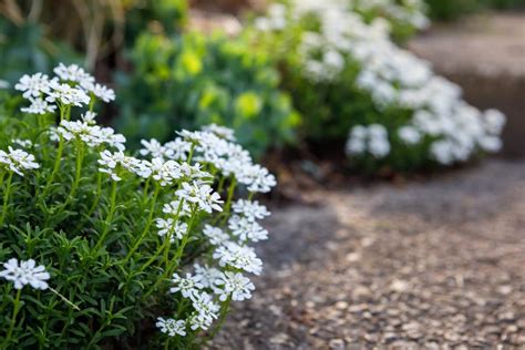 Candytuft Flower Meaning in the Language of Flowers - Petal Republic