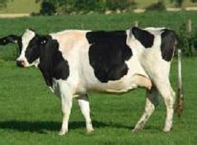 Vaca Holstein Sus Caracter Sticas Notiagro