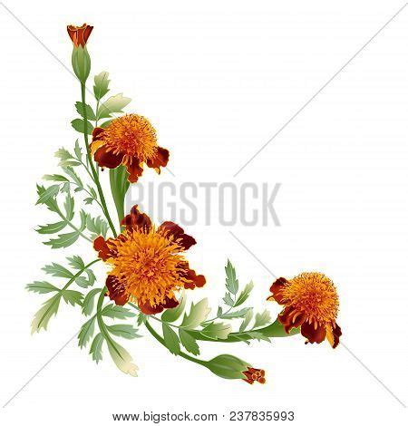 Marigold Flower - Vector & Photo (Free Trial) | Bigstock