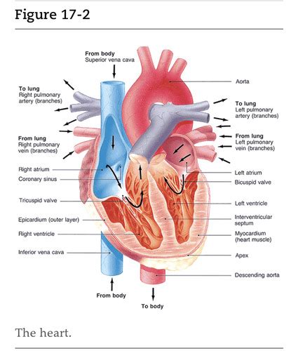 Chapter Cardiac Emergencies Flashcards Quizlet