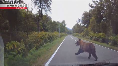 Un Coche Colisiona Con Un Oso En Hokkaido Nhk World Japan News