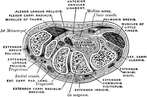 Transverse Section Through the Carpus | ClipArt ETC