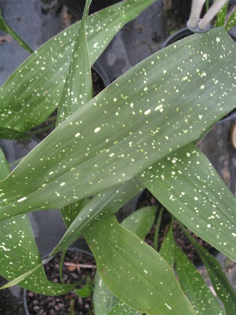 Online Plant Guide Aspidistra Elatior Milky Way Milky Way Aspidistra