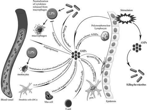 Antimicrobial Peptides Features Action And Their Resistance