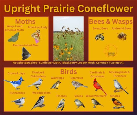 Upright Prairie Coneflower Wildflower Seeds Pure Air Natives