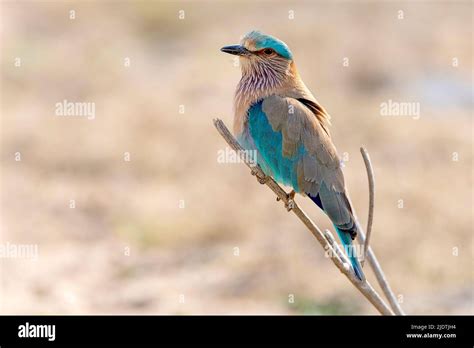 Indian Roller Coracias Benghalensis From Pench National Park Madhya