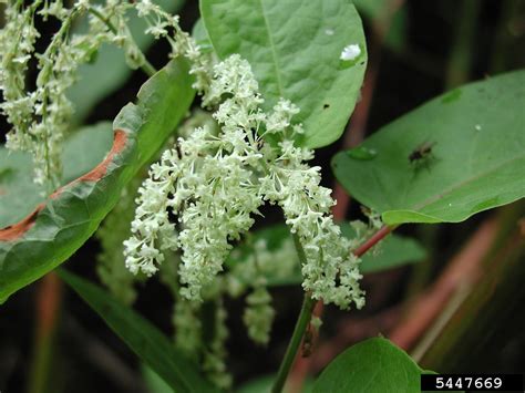 Giant Knotweed Reynoutria Sachalinensis F Schmidt Ex Maxim