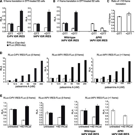 Igr Ires Mediated Translation During Cellular Stress Crpv And Iapv Igr