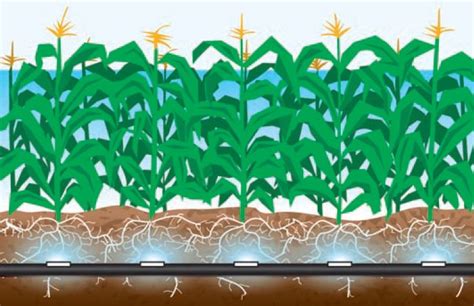 Increase Yield Performance With Subsurface Drip Irrigation Southern