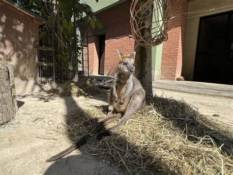 春が来た動物トピックス｜ブログ野毛山動物園公式サイト｜公益財団法人 横浜市緑の協会