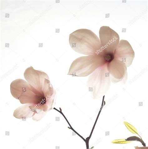 Magnolie Two Blooms Editorial Stock Photo Stock Image Shutterstock