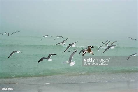 298 Laughing Gulls In Flight Stock Photos High Res Pictures And