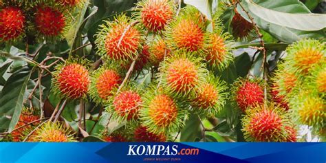 Cara Merawat Pohon Rambutan Agar Berbuah Lebat