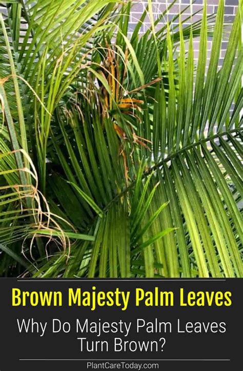 Why Are My Majesty Palm Leaves Turning Brown Majesty Palm Palm