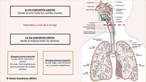 Vías Respiratorias Superior e Inferior Anatomía Modo Estudiante