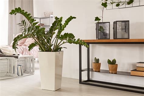 Zz Plant Care Guide Growing Information And Tips Proflowers