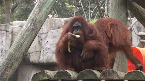 ZooTampa offers sneak peek at what goes into feeding more than 1,000 animals a day | FOX 13 ...