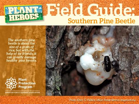Southern Pine Beetle Field Guide | Plant Heroes