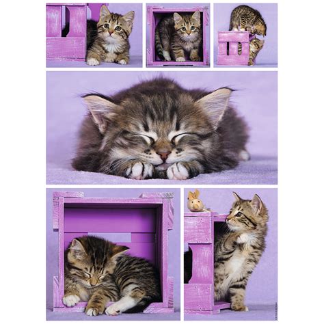 Puzzle Pi Ces Chatons Mignons Nathan Rue Des Puzzles