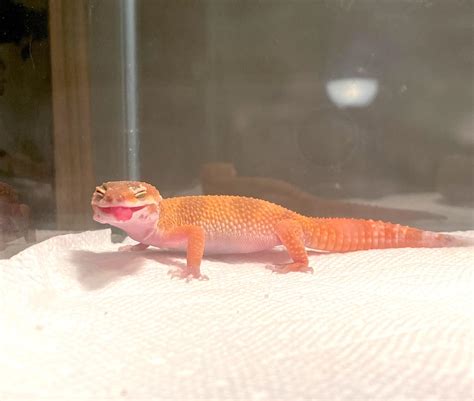 Color Changing Lizards Petco