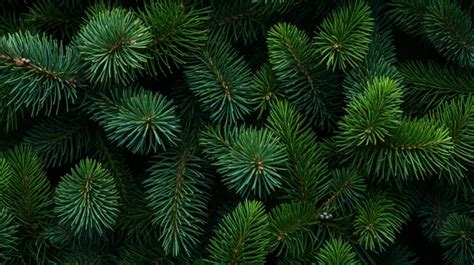 Captivating Pine Bush Texture A Visual Feast Of Nature S Patterns Background, Pine Needles, Fir ...