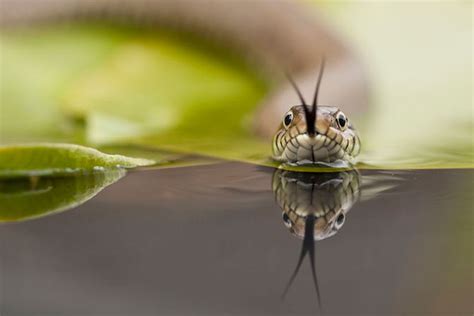 The British Wildlife Photography Awards 2012