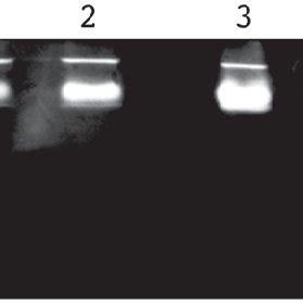 Effect Of Temperature Of Starch Hydrolysis On Amylolytic Activity Of