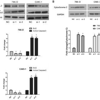 Flow Cytometry Indicated Significant Increase In The Apoptotic Cells