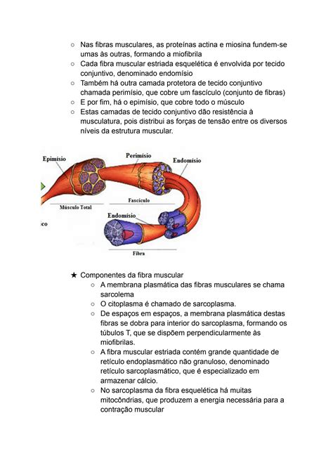 Solution Histologia Do Tecido Muscular M Sculo Estriado Esquel Tico