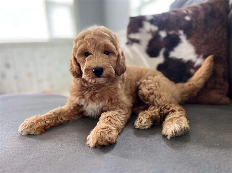 Akc Golden Retrievers Golden Acres Puppies