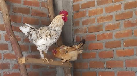 Cuánto tiempo demora una gallina en poner huevo luego de sacar crías