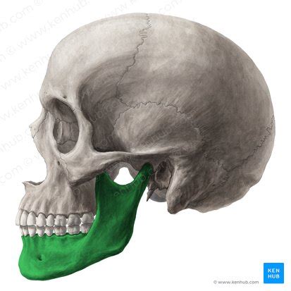 The Mandible Anatomy Structure Function Kenhub