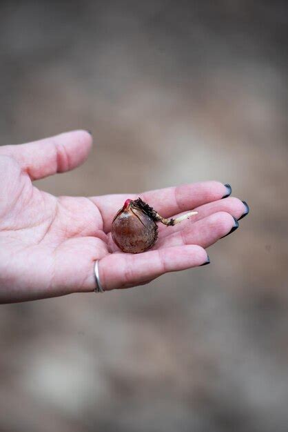 Una Mano Sosteniendo Una Concha De Caracol Foto Premium