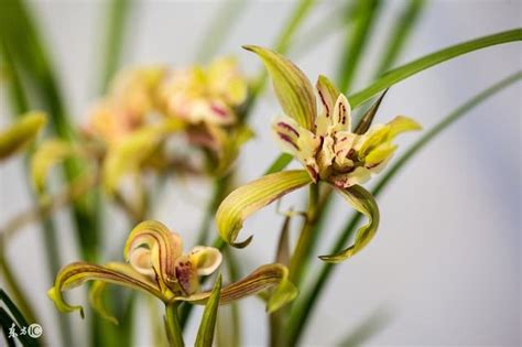 養好蘭花很簡單，教你一些小妙招讓蘭花發芽多，開花旺！ 每日頭條