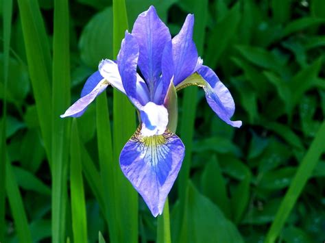 822 Blue iris | Flower power, Plants, Flowers