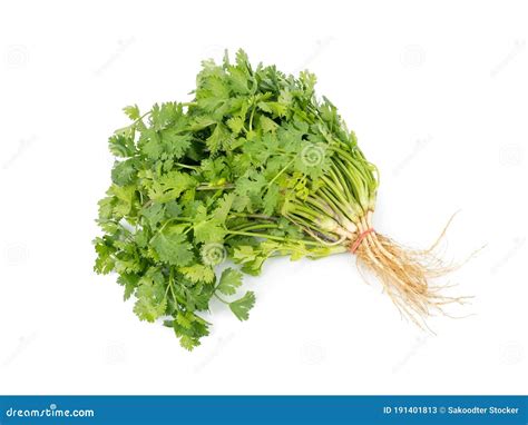 Bunch Of Green Coriandercilantroparsley Leaves Coriandrum Sativum