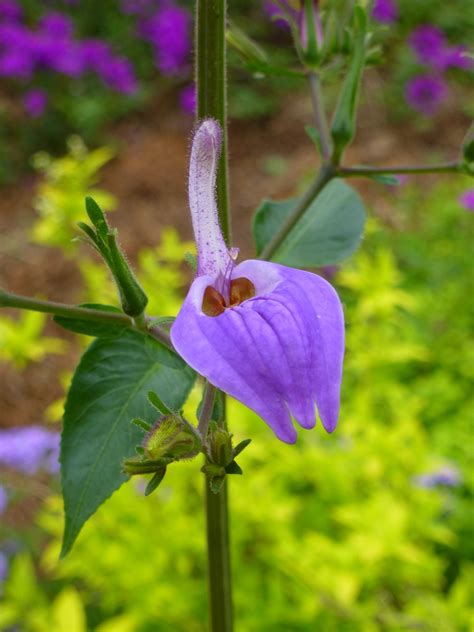 Giant Blue African Salvia Giant Salvia Hummingbird Plants Almost Eden